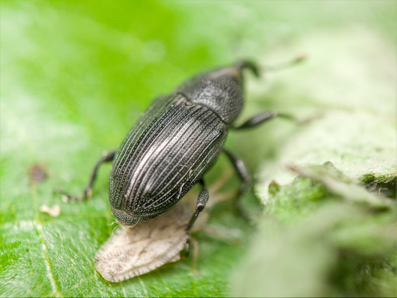 Baris artemisiae (Panzer, 1794)